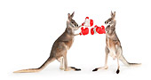 MAM 06 RK0026 01
Two Red Kangaroos Boxing On White Seamless