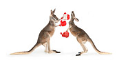 MAM 06 RK0027 01
Two Red Kangaroos Boxing On White Seamless