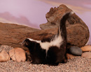MAM 07 RK0006 01
Skunk Standing On Gravel