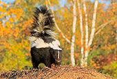 MAM 07 WF0001 01
Striped Skunk Standing By Autumn Trees