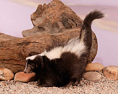 MAM 07 RK0006 04
Skunk Standing On Gravel