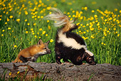 MAM 07 SM0005 01
Striped Skunk Has Tail Raised At Curious Fox Pup On Log