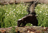 MAM 07 TL0001 01
Profile Of Young Skunk Climbing On Log In Meadow