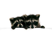 MAM 08 RS0006 05
Head Shot Of Two Raccoon Kits On White Seamless Studio