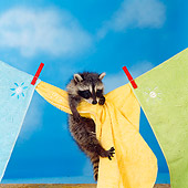 MAM 08 RS0010 01
Raccoon Cub Hanging From Clothesline Studio