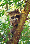 MAM 08 RS0023 01
Head Shot Of Raccoon In Tree