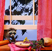 MAM 08 RS0031 02
Raccoon Sneaking In Window To Eat Pie