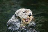 MAM 09 GL0001 01
Close-Up Of Sea Otter Swimming In Water