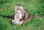 MAM 09 GR0001 01
Northern River Otters Laying On Grass