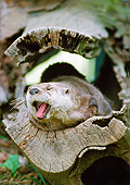 MAM 09 GR0002 01
Portrait Of River Otter Yawning In Hollow Log