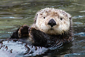 MAM 09 HB0012 01
Sea Otter Floating On Back In Pacific Ocean