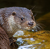 MAM 09 KH0001 01
Close-Up Of European Otter Sitting At Edge Of Water Germany
