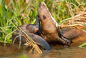 MAM 09 MC0001 01
Giant River Otter Grooming By Edge Of Water Brazil