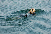 MAM 09 MC0002 01
Sea Otter Grooming While Floating On Back In Ocean Alaska