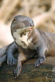 MAM 09 MC0003 01
Portrait Of Giant River Otter Resting On Log Pantanal, Brazil