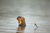 MAM 09 MC0004 01
Giant River Otter Swimming In Matto Grosso, Pantanal, Brazil
