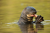 MAM 09 MC0005 01
Giant River Otter Eating Fish In Matto Grosso, Pantanal, Brazil