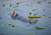 MAM 09 RK0009 07
Otter Swimming In Water On Back By Kelp
