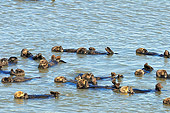 MAM 09 TL0039 01
Raft Of Sea Otters Floating In Ocean