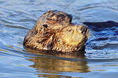 MAM 09 TL0040 01
Sea Otter Mother With Pup On Back In Ocean