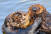 MAM 09 TL0041 01
Close-Up Of Sea Otter Mother Holding Pup In Ocean