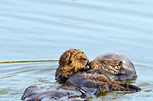 MAM 09 TL0042 01
Sea Otter Mother Floating On Back Holding Pup On Chest In Ocean