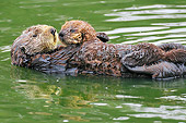 MAM 09 TL0043 01
Sea Otter Mother Floating On Back Holding Pup On Chest In Ocean