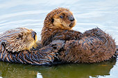 MAM 09 TL0044 01
Sea Otter Mother Floating On Back Holding Pup On Chest In Ocean