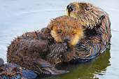 MAM 09 TL0045 01
Sea Otter Mother Floating On Back Holding Pup On Chest In Ocean