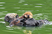 MAM 09 TL0046 01
Sea Otter Mother Floating On Back Holding Pup On Chest In Ocean