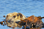 MAM 09 TL0047 01
Sea Otter Floating On Back In Ocean Cleaning Face