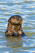 MAM 09 TL0048 01
Head Shot Of Sea Otter In Ocean