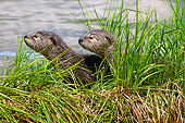 MAM 09 TL0049 01
North American River Otter Pups Sitting On Grass Covered Log Along Edge Of Lake
