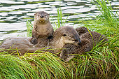 MAM 09 TL0050 01
North American River Otter Pups And Mother On Grass Covered Log Along Edge Of Lake