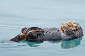 MAM 09 TL0051 01
Northern Sea Otter Floating On Back