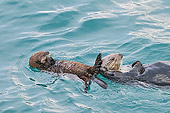 MAM 09 TL0052 01
Northern Sea Otter Mother And Pup Floating On Back