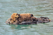 MAM 09 TL0053 01
Northern Sea Otter Mother With Pup Sleeping During Snow Shower