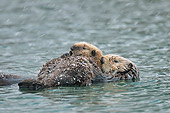 MAM 09 TL0054 01
Northern Sea Otter Mother With Pup Sleeping During Snow Shower