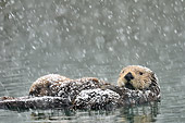 MAM 09 TL0055 01
Northern Sea Otter Mother Nursing Pup During Snowstorm