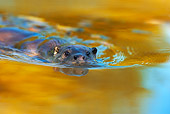 MAM 09 WF0001 01
European River Otter Swimming In Water With Autumn Colors