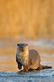 MAM 09 WF0003 01
European River Otter Standing On Ice