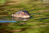 MAM 09 WF0004 01
Giant Otter Swimming At Surface Of Water