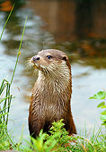 MAM 09 WF0005 01
Portrait Of European River Otter Sitting Near Water