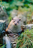 MAM 09 WF0006 01
Portrait Of European River Otter Sitting On Rocks