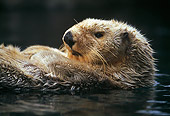 MAM 09 HB0002 01
Close Up Of Southern California Sea Otter On Back In Water