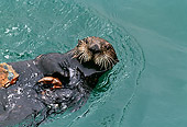 MAM 09 HB0003 01
Southern California Sea Otter On Back In Water Eating Crab