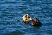 MAM 09 HB0004 01
Southern California Sea Otter On Back In Water Cleaning Face