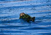 MAM 09 HB0005 01
Southern California Sea Otter On Back In Water Wrapped In Eel Grass