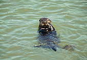 MAM 09 HB0006 01
Southern California Sea Otter On Back In Water