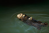MAM 09 HB0007 01
Southern California Sea Otter On Back In Water Eating